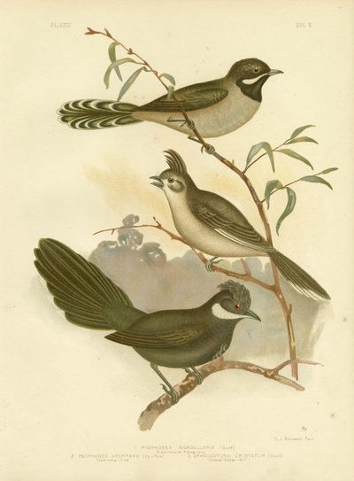 Pájaro látigo occidental, 1891 de Gracius Broinowski